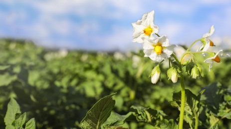 Photo of Beautiful field with blooming potato bushes on sunny day, closeup