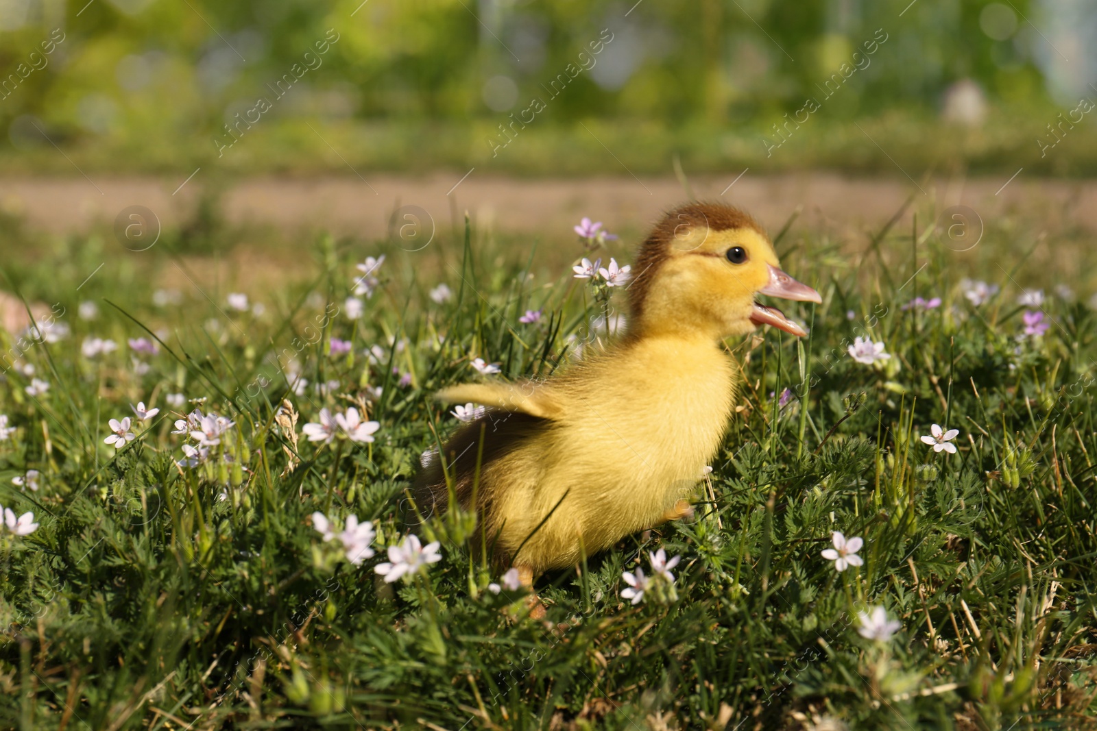 Photo of Cute fluffy duckling outdoors on sunny day, space for text