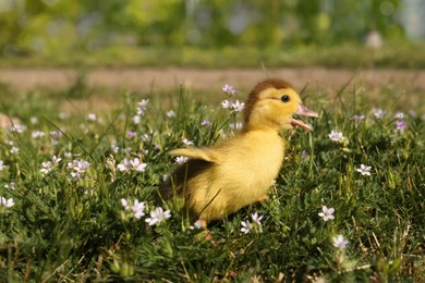 Photo of Cute fluffy duckling outdoors on sunny day, space for text