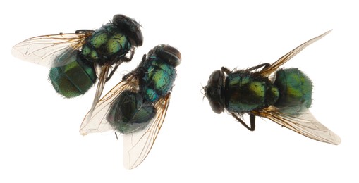 Image of Collage with common green bottle flies on white background