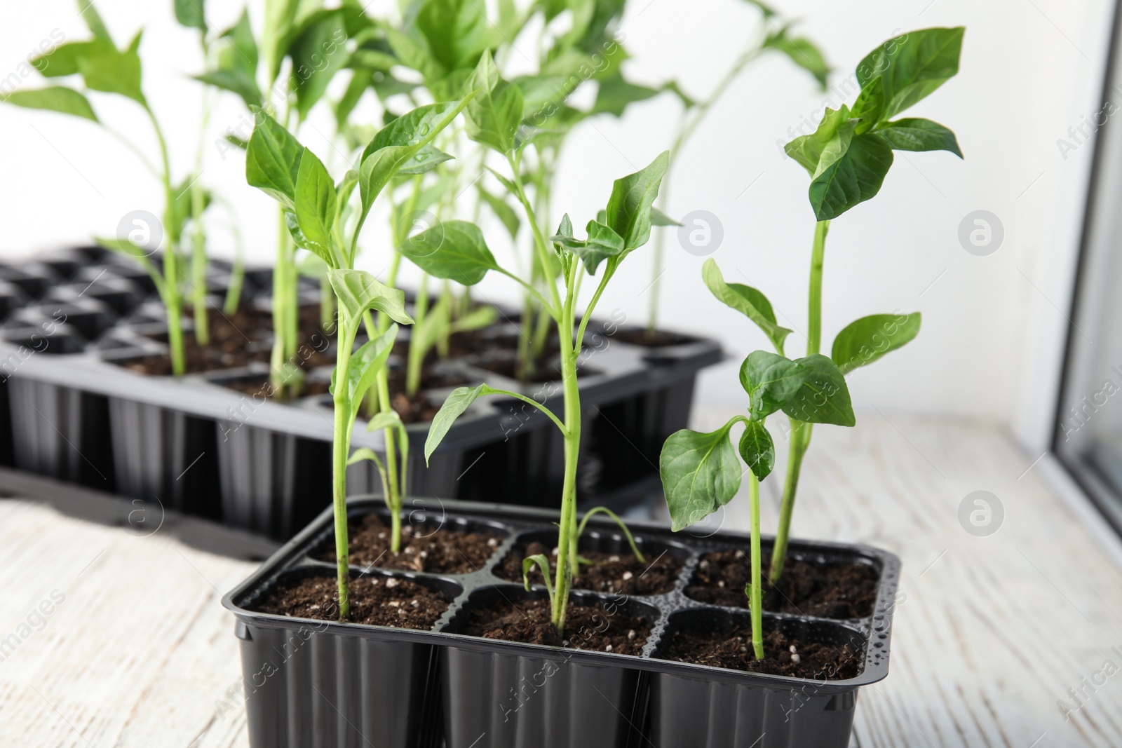 Photo of Vegetable seedlings in plastic tray on wooden window sill