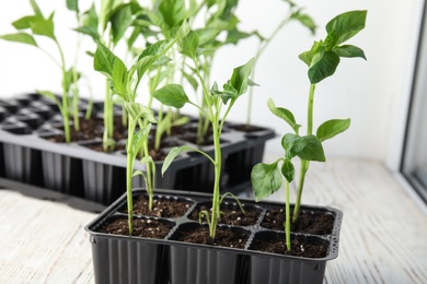 Vegetable seedlings in plastic tray on wooden window sill