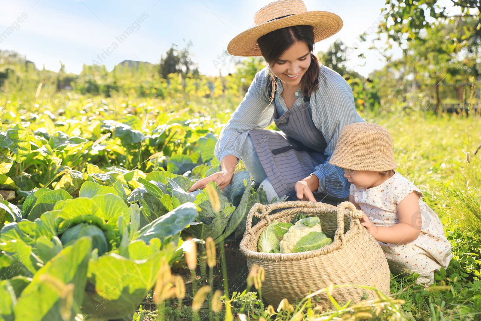 Photo of Mother and daughter harvesting fresh ripe cabbages on farm