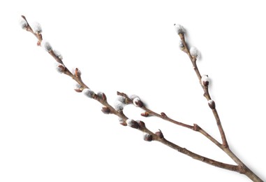 Beautiful pussy willow branch with flowering catkins isolated on white