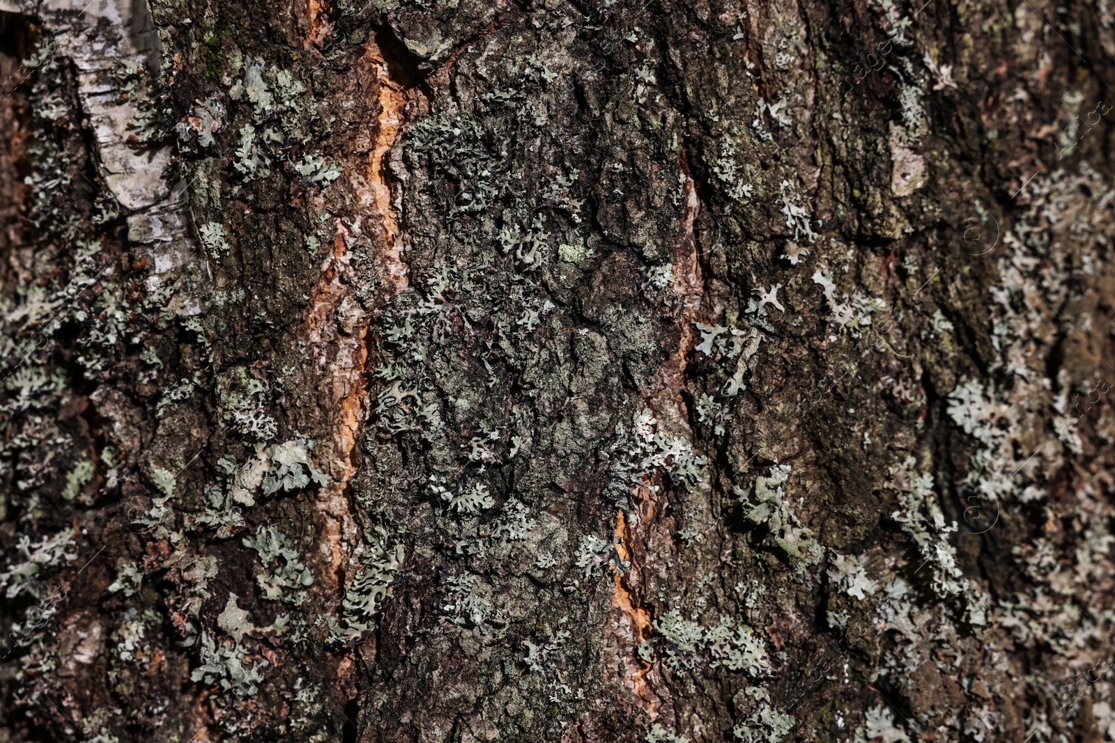 Photo of Texture of tree bark as background, closeup view