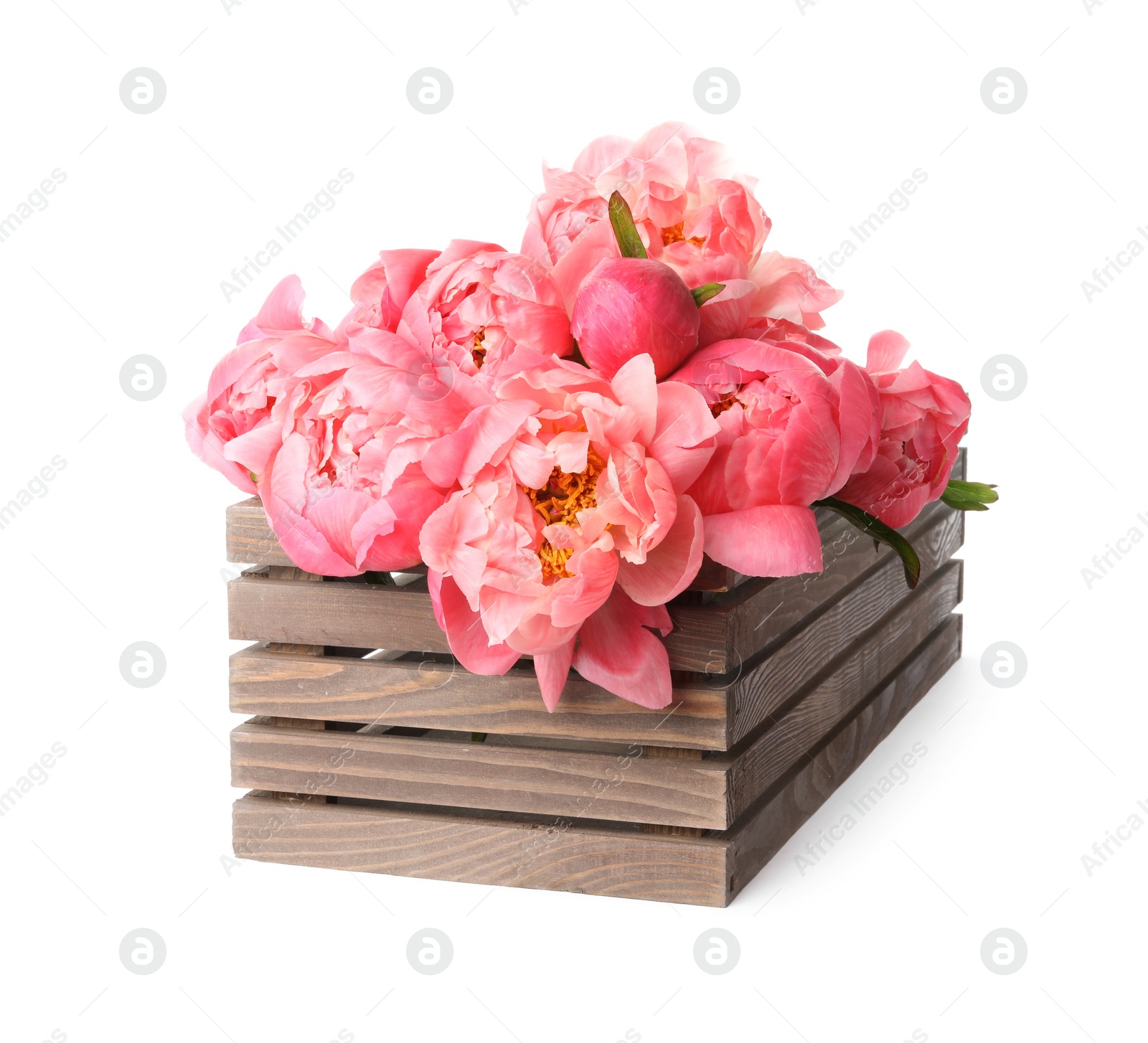 Photo of Wooden crate with beautiful pink peonies on white background