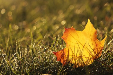 Photo of Beautiful fallen leaf among green grass outdoors on sunny autumn day, closeup. Space for text