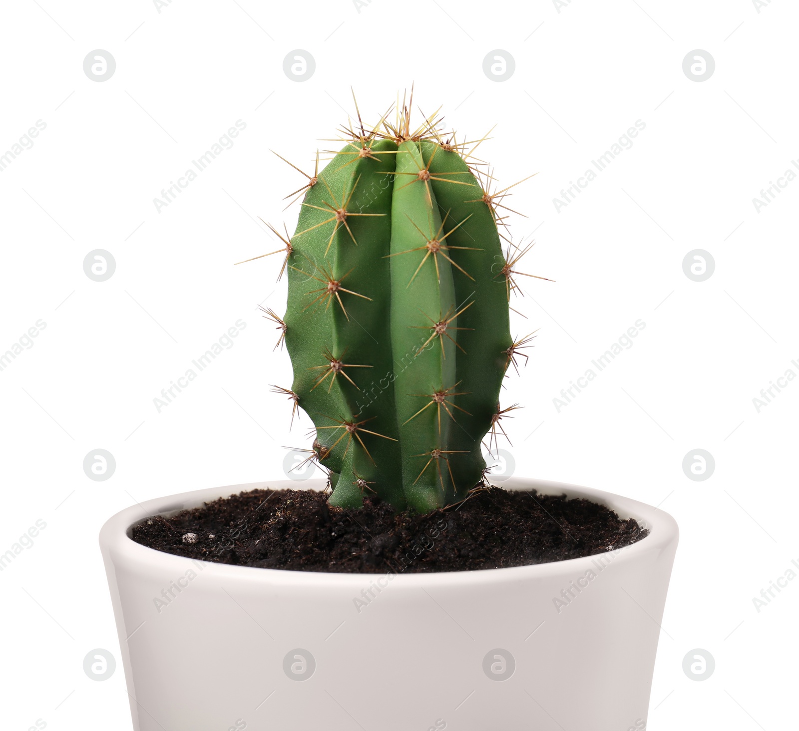 Photo of Beautiful green cactus in pot isolated on white