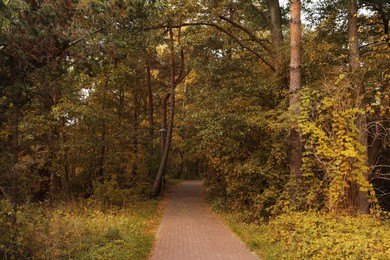 Photo of Many beautiful trees and pathway in autumn park