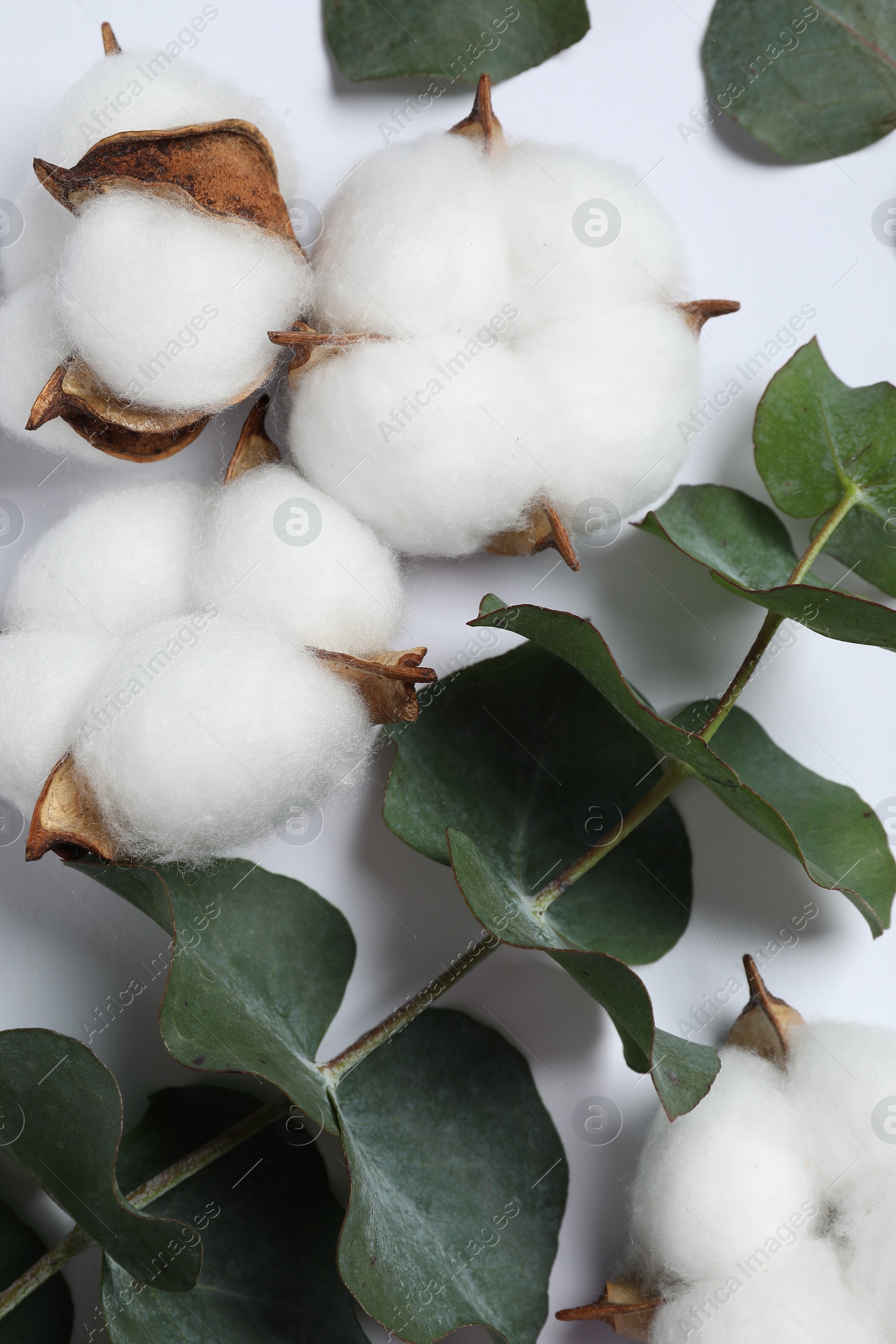 Photo of Fluffy cotton flowers and eucalyptus leaves on white background, flat lay