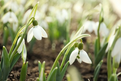 Beautiful snowdrops growing outdoors, closeup. Early spring flowers