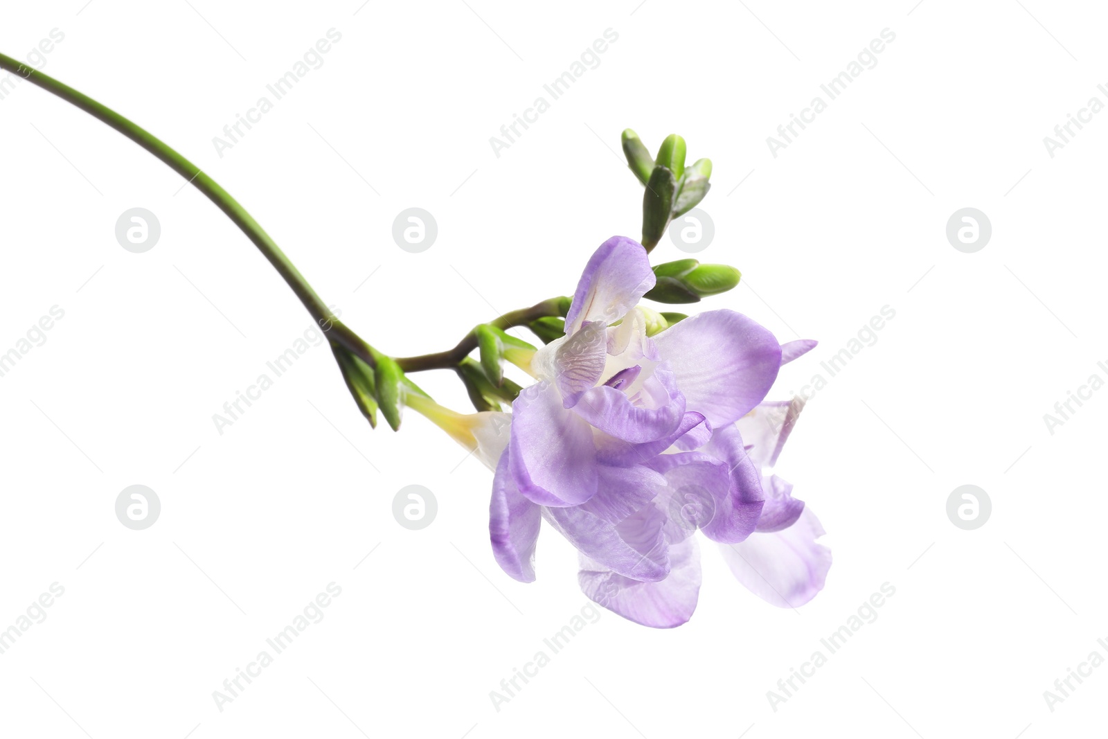 Photo of Beautiful violet freesia flower isolated on white