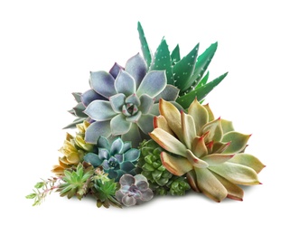 Image of Collection of different beautiful succulents on white background