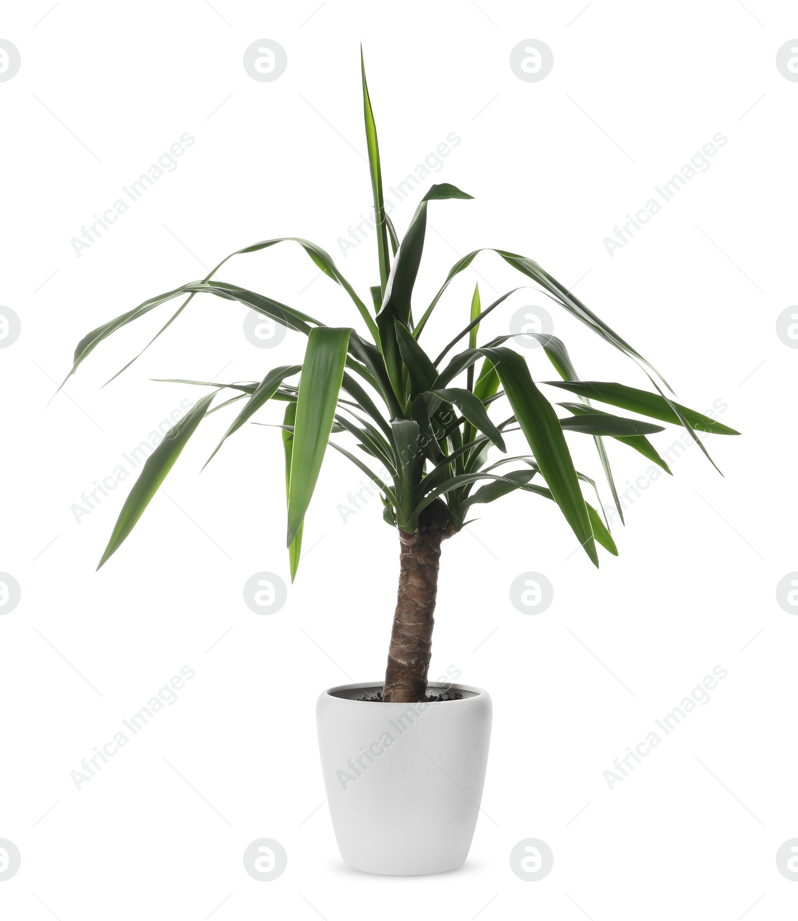 Photo of Beautiful yucca plant in pot on white background. House decor