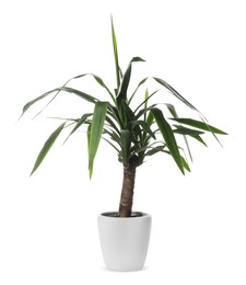 Beautiful yucca plant in pot on white background. House decor