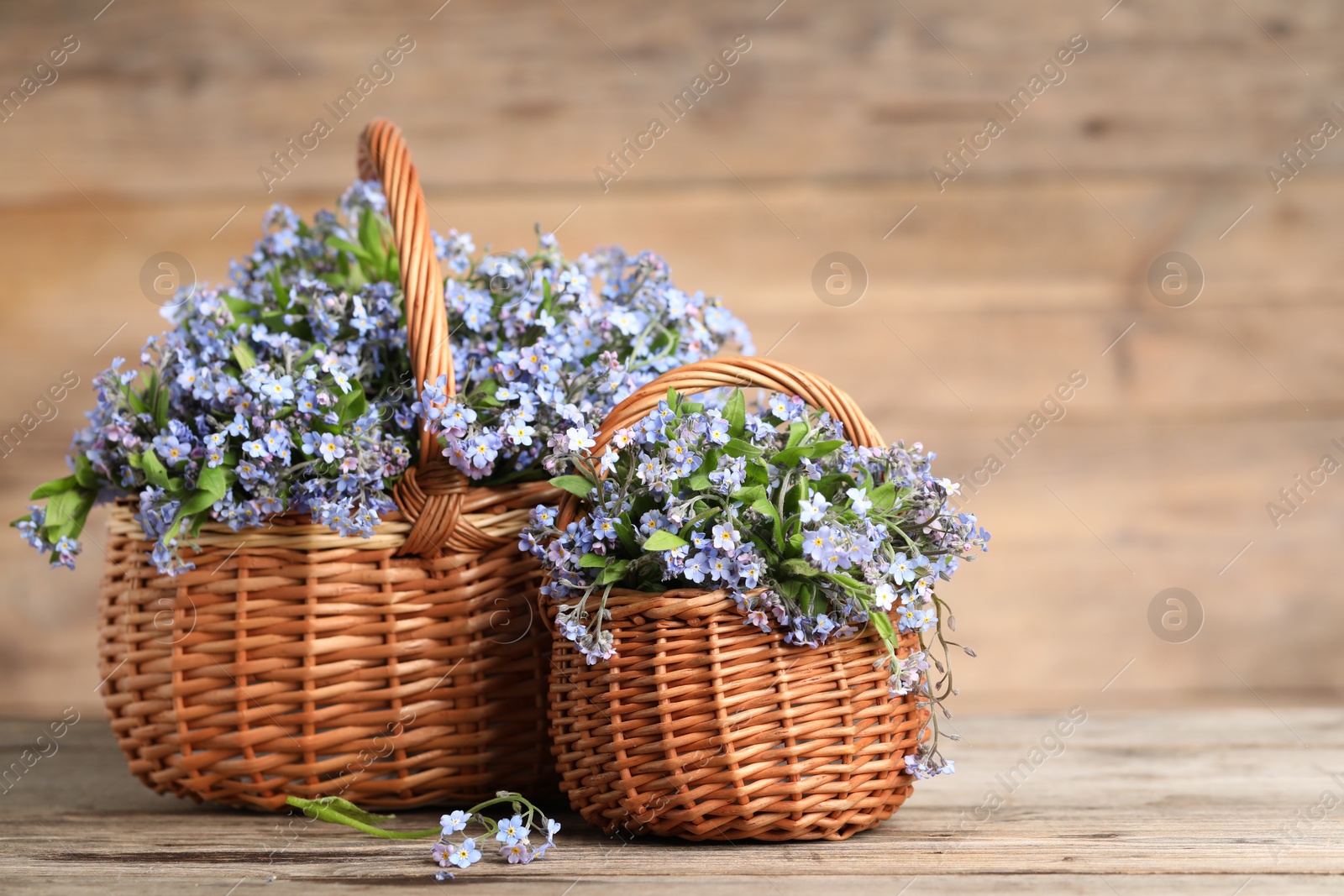 Photo of Beautiful forget-me-not flowers in wicker baskets on wooden table, closeup. Space for text