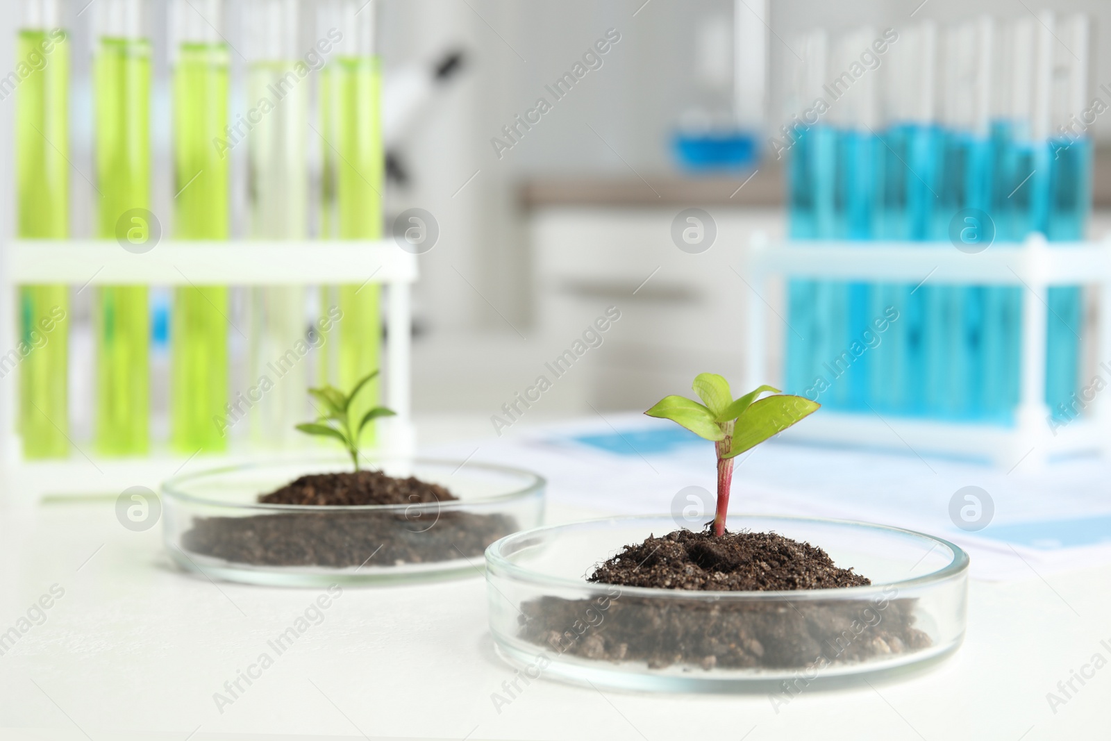 Photo of Petri dish with soil and sprouted plant on white table in laboratory. Biological chemistry