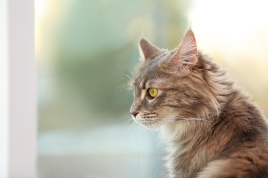 Photo of Adorable Maine Coon cat near window at home. Space for text