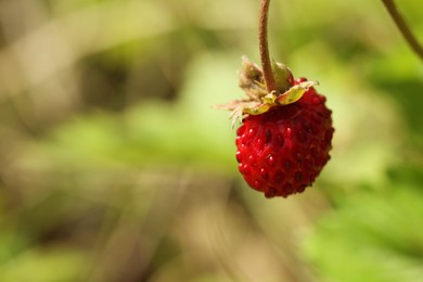 One small wild strawberry growing outdoors. Space for text