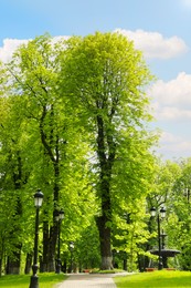 Beautiful green trees in park on sunny day