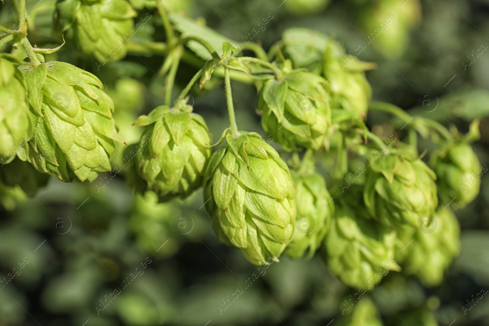 Photo of Fresh green hops on bine against blurred background. Beer production