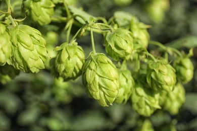 Fresh green hops on bine against blurred background. Beer production