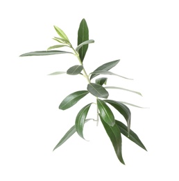 Photo of Twig with fresh green olive leaves on white background