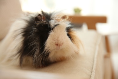 Photo of Adorable guinea pig on armchair indoors, closeup. Lovely pet