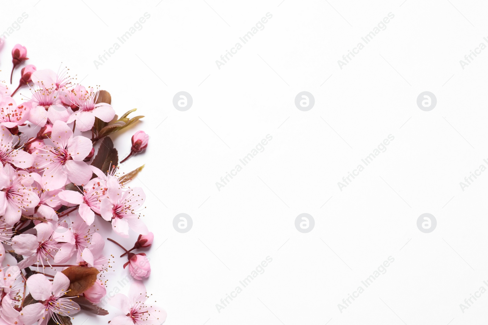 Photo of Beautiful spring tree blossoms on white background, top view. Space for text