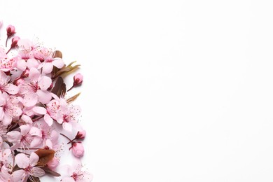 Photo of Beautiful spring tree blossoms on white background, top view. Space for text