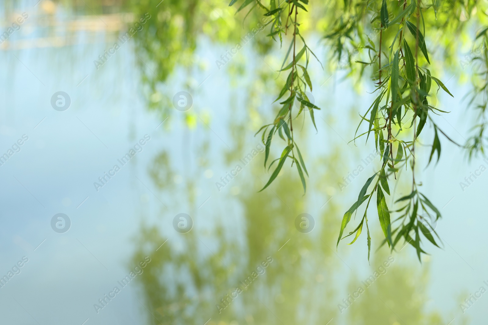 Photo of Beautiful willow tree with green leaves growing outdoors on sunny day, closeup. Space for text