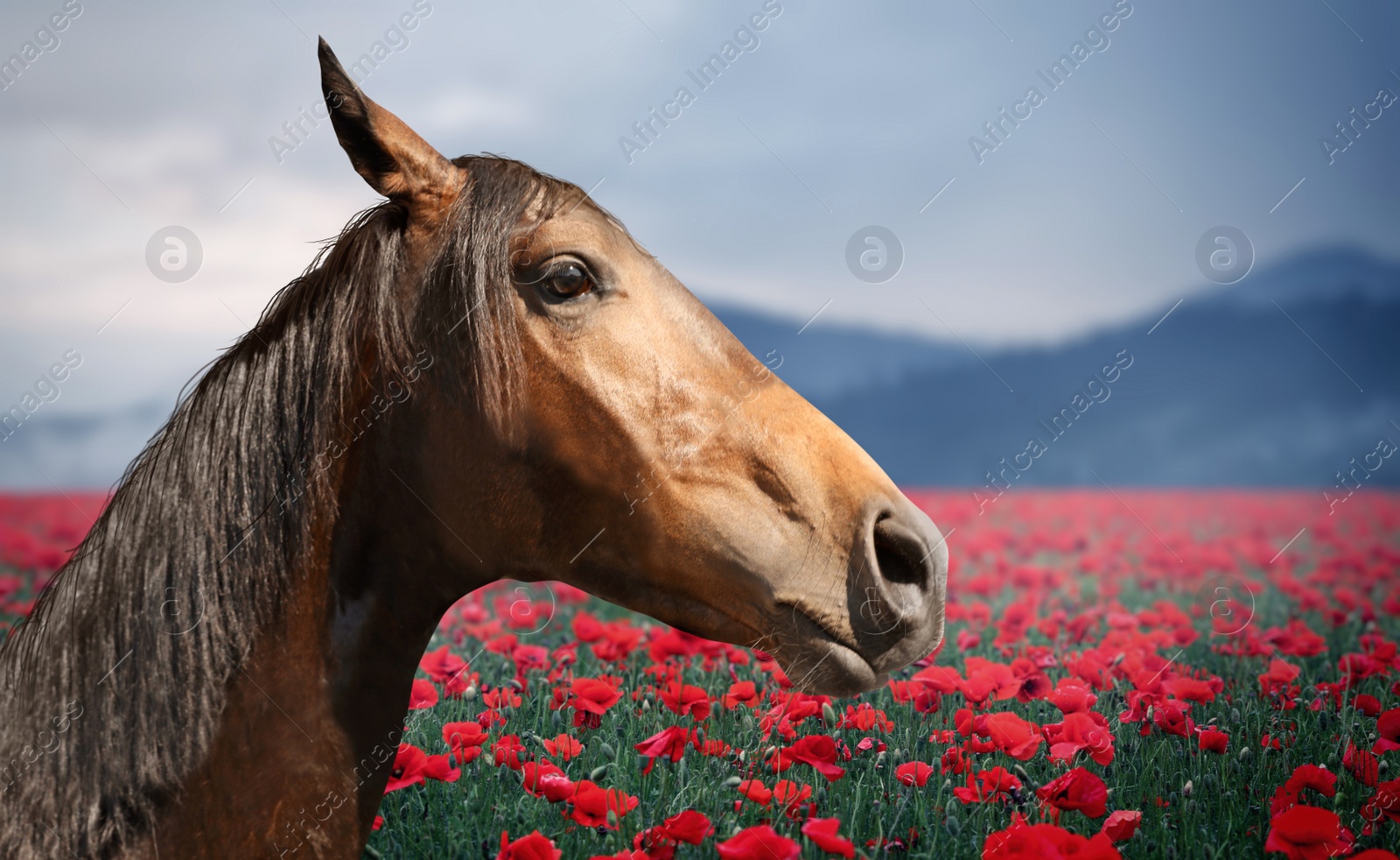 Image of Beautiful horse in poppy field near mountains
