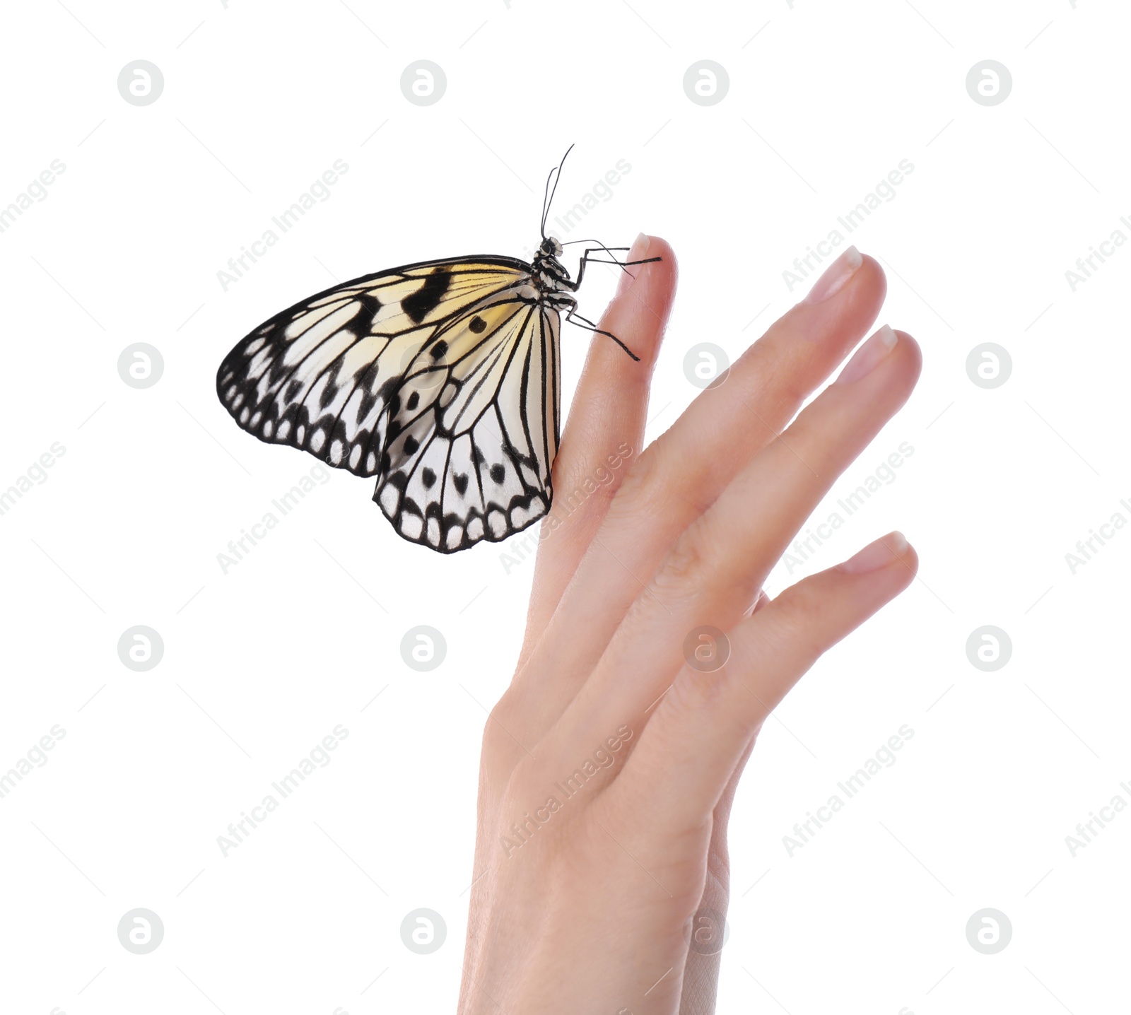 Photo of Woman holding beautiful rice paper butterfly on white background, closeup