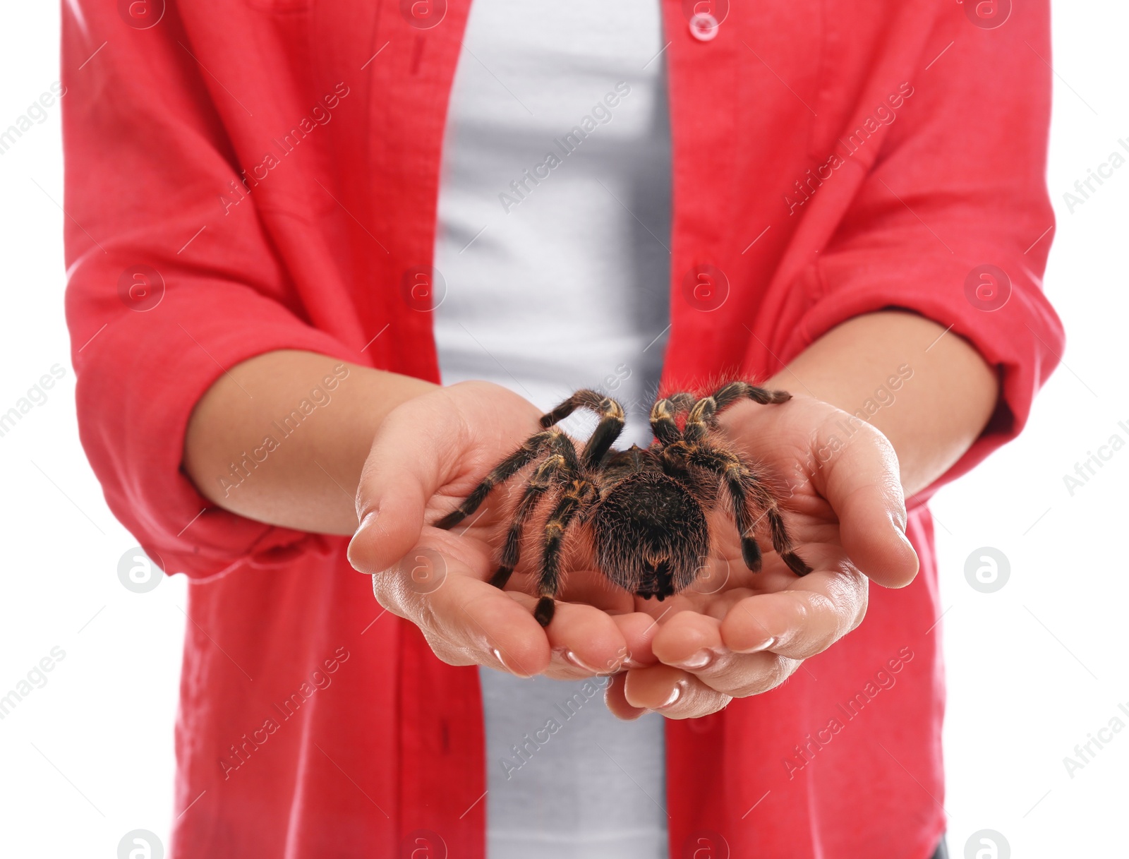 Photo of Woman holding striped knee tarantula on white background, closeup