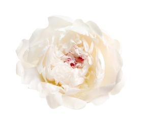 Photo of Beautiful blooming peony flower on white background