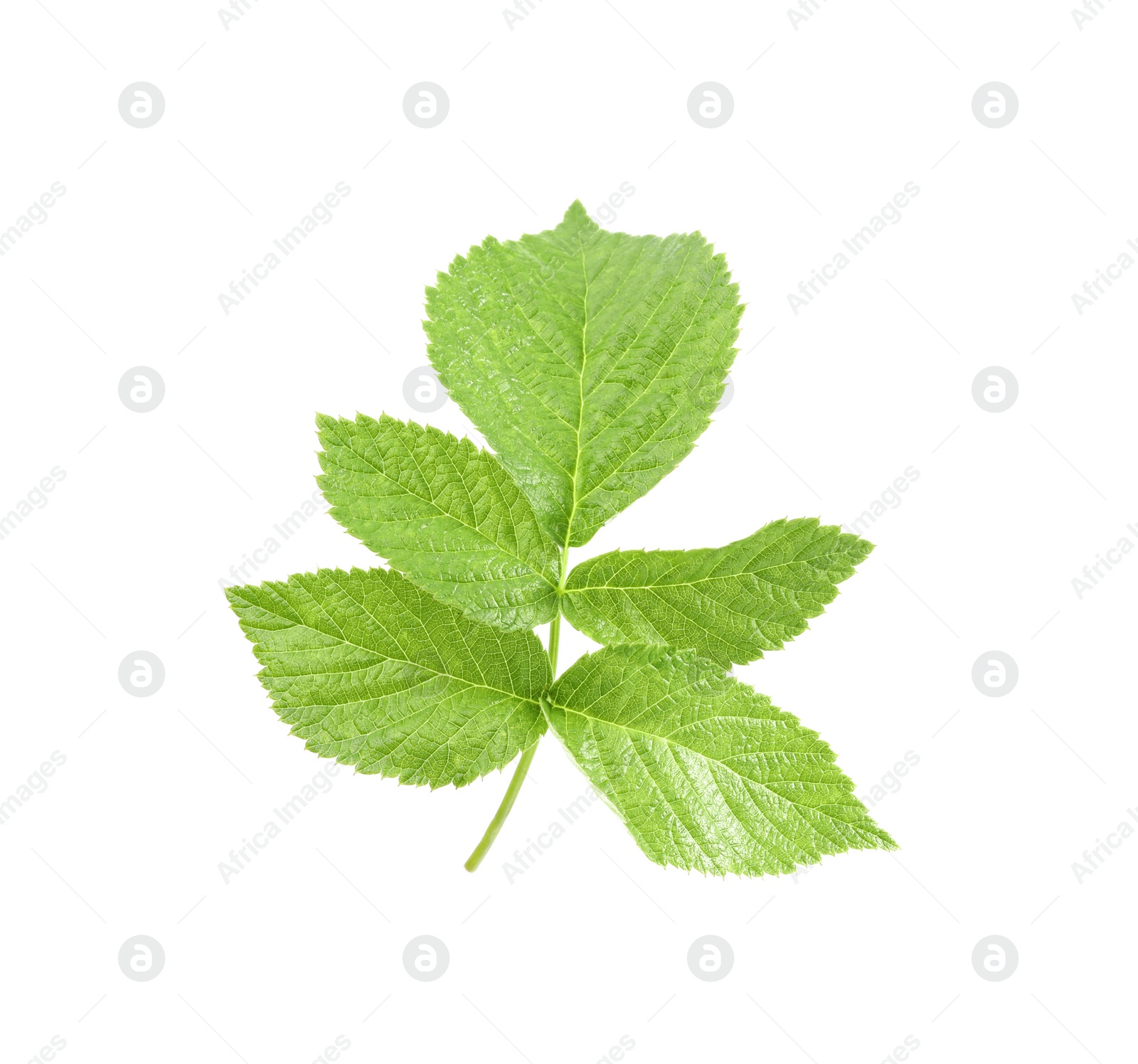 Photo of Stem with green raspberry leaves isolated on white