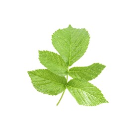 Stem with green raspberry leaves isolated on white