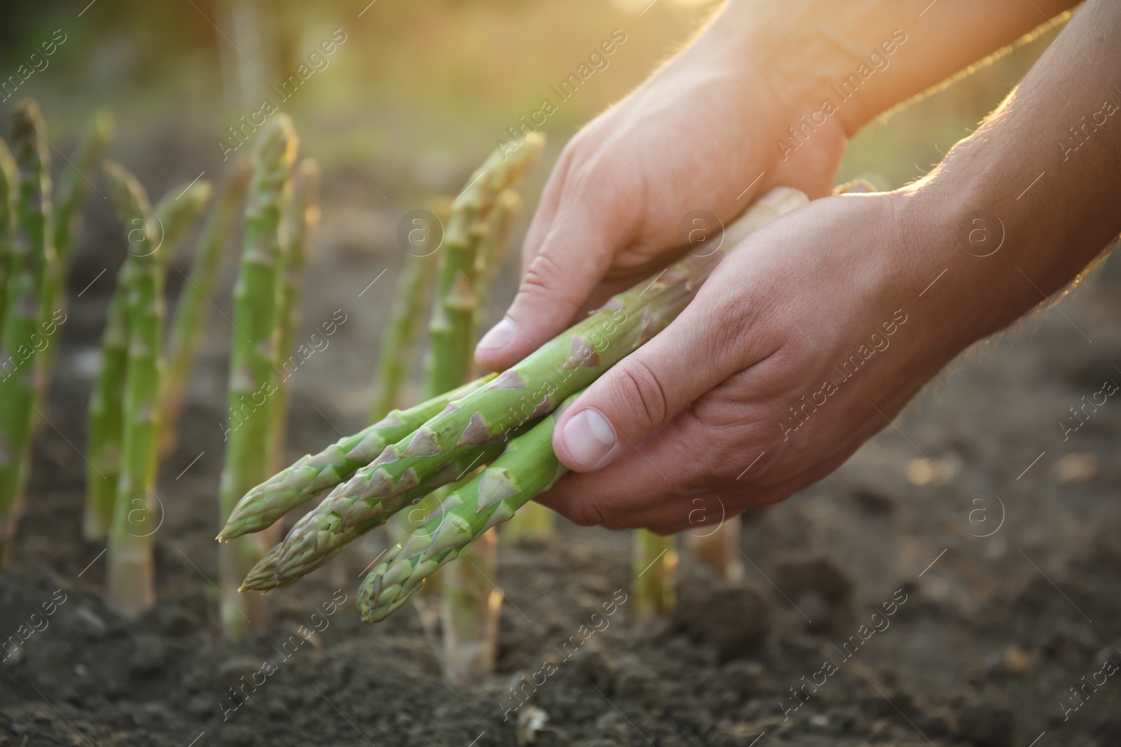 Photo of Man picking fresh asparagus in field, closeup