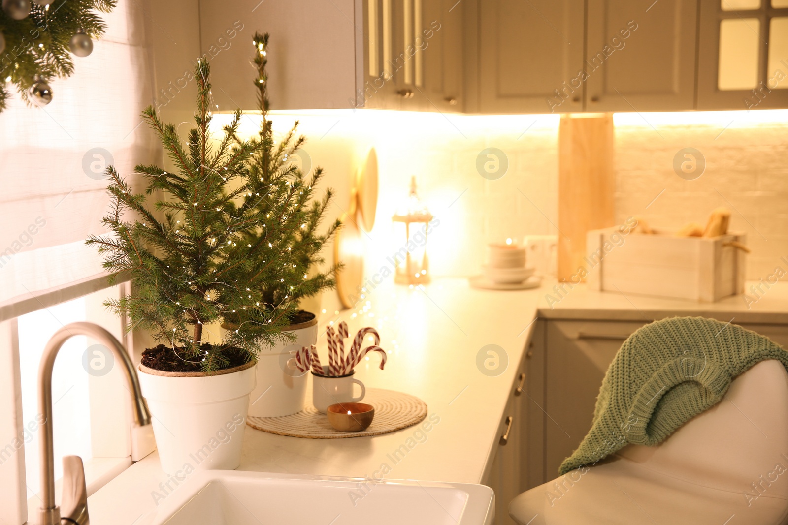 Photo of Beautiful kitchen decorated with potted firs. Interior design