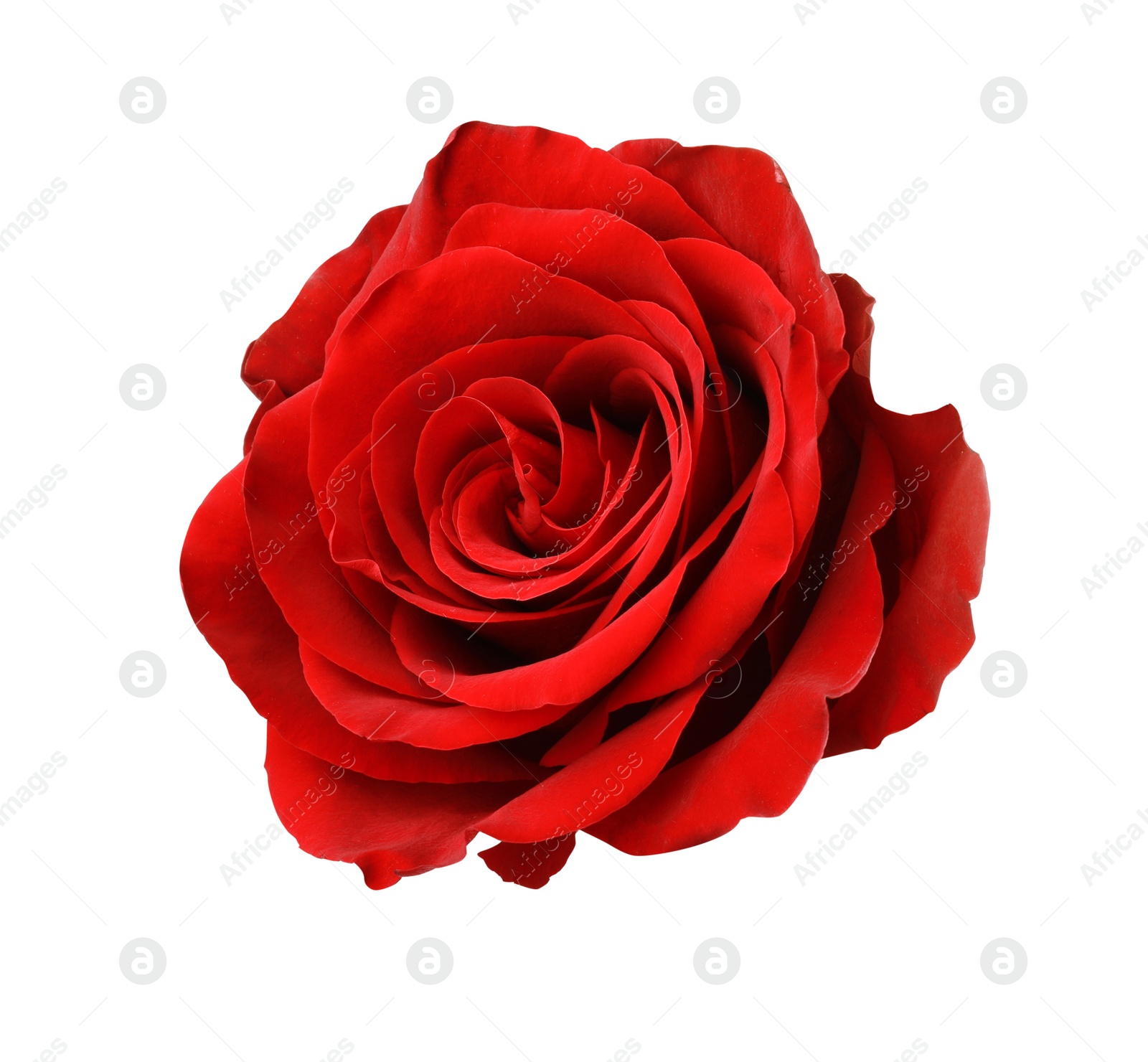 Photo of Beautiful fresh red rose isolated on white