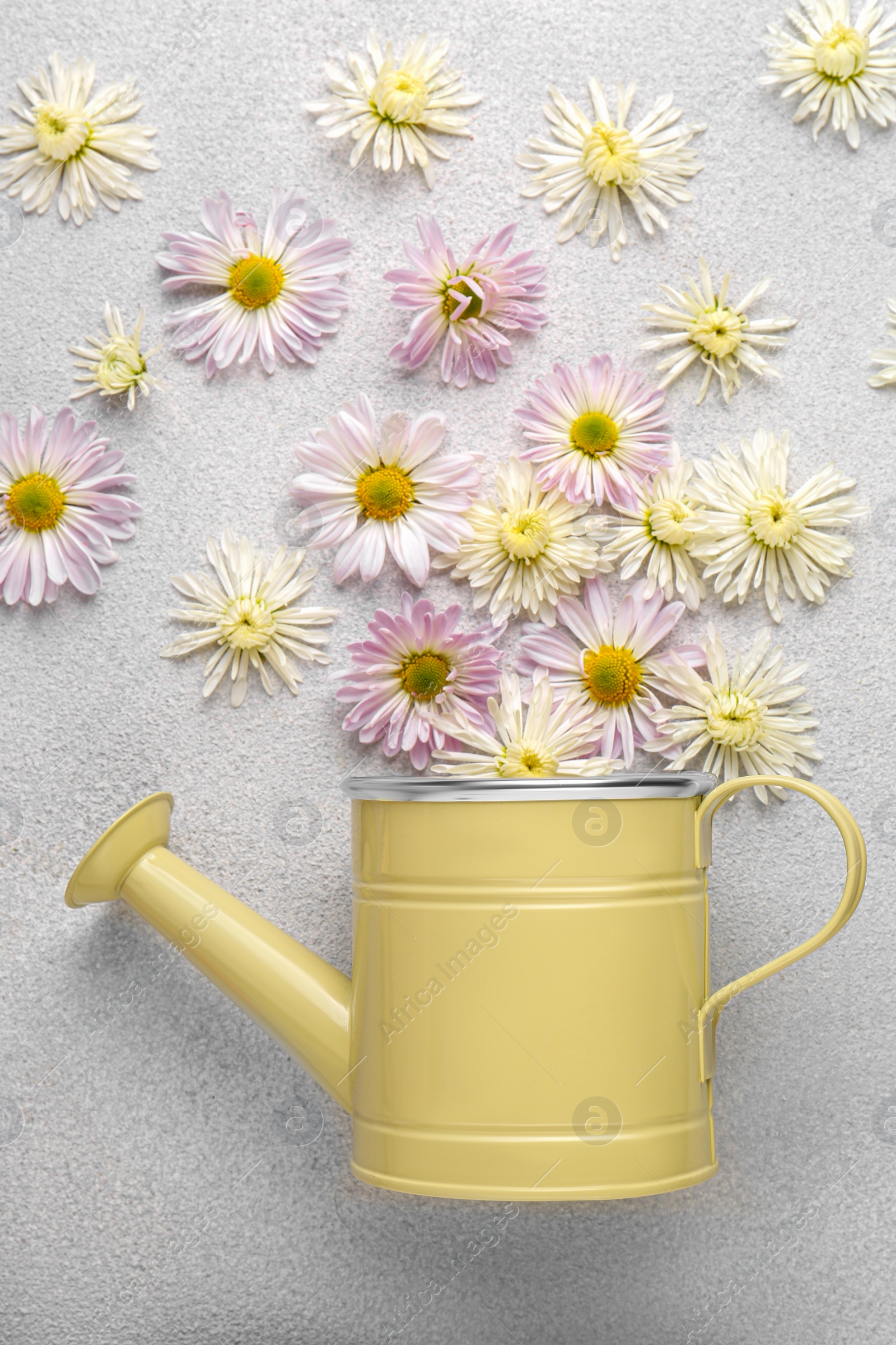 Photo of Watering can and beautiful flowers on light grey background, flat lay
