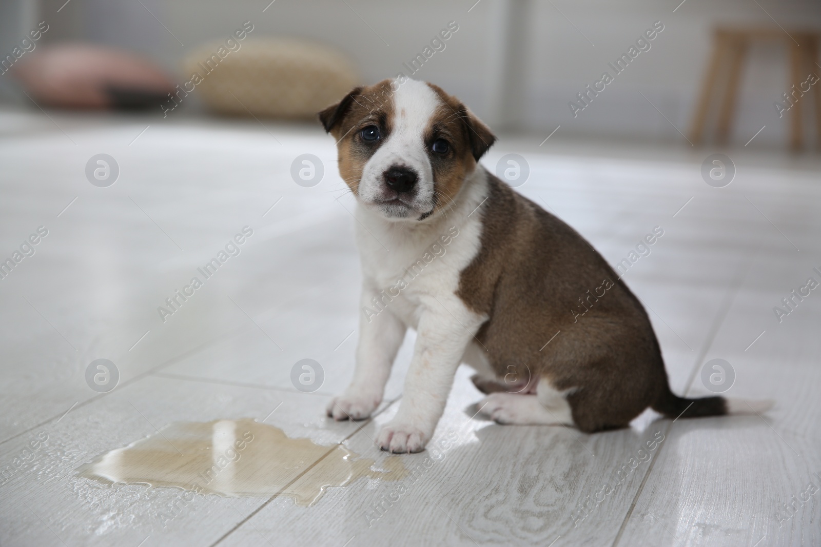 Photo of Adorable puppy near puddle on floor indoors