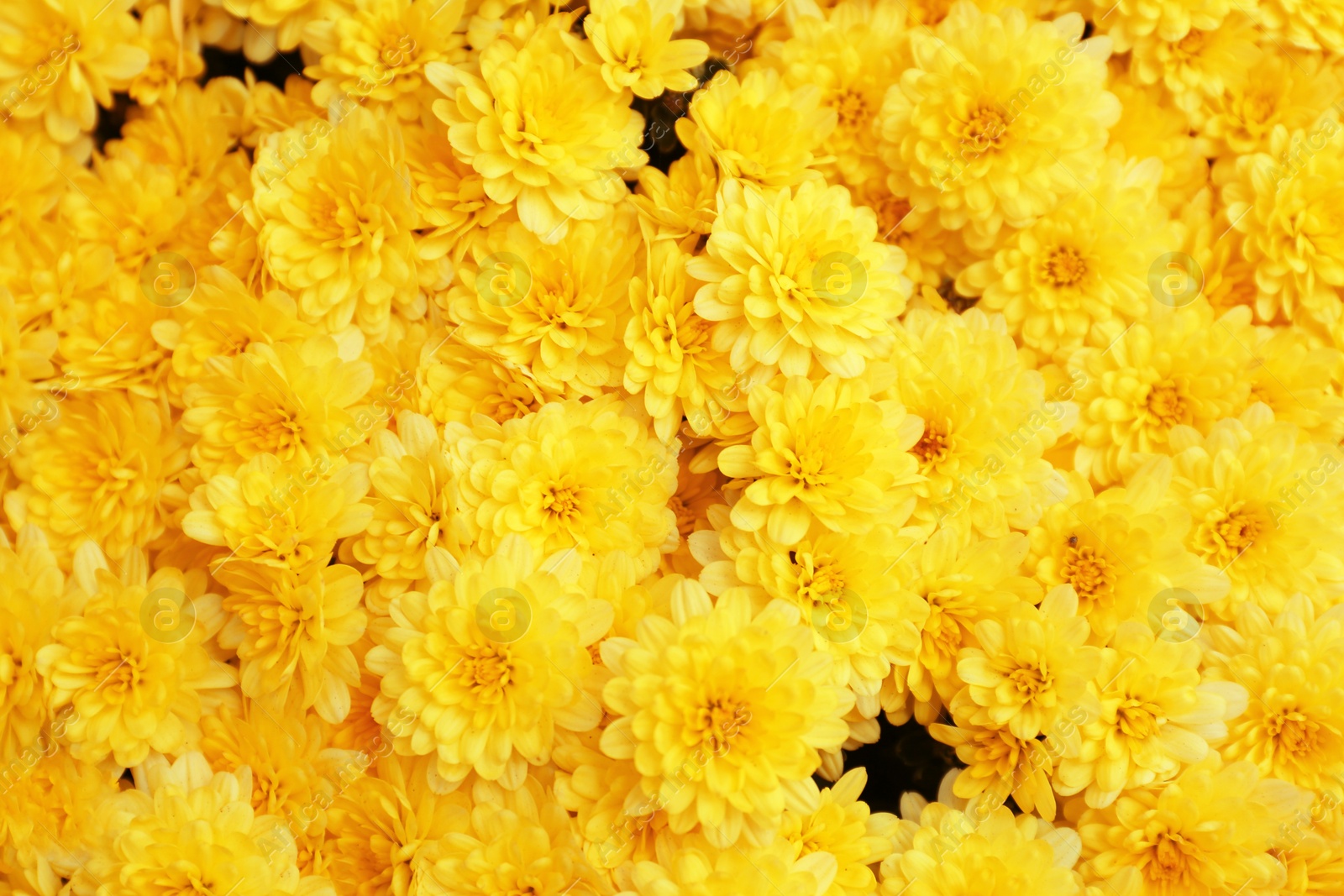 Photo of Beautiful fresh bouquet of colorful chrysanthemum flowers