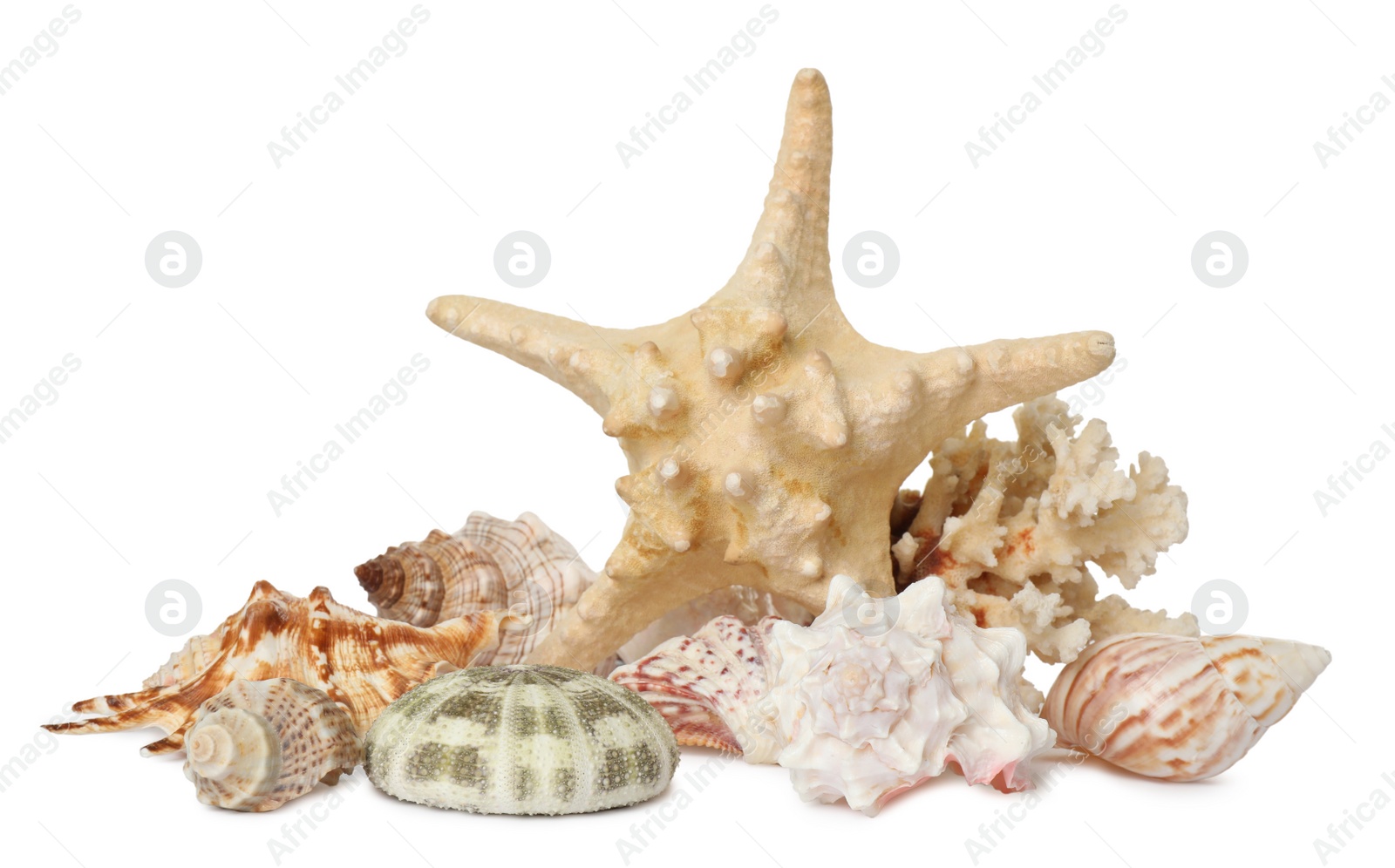 Photo of Beautiful starfish, coral and sea shells on white background