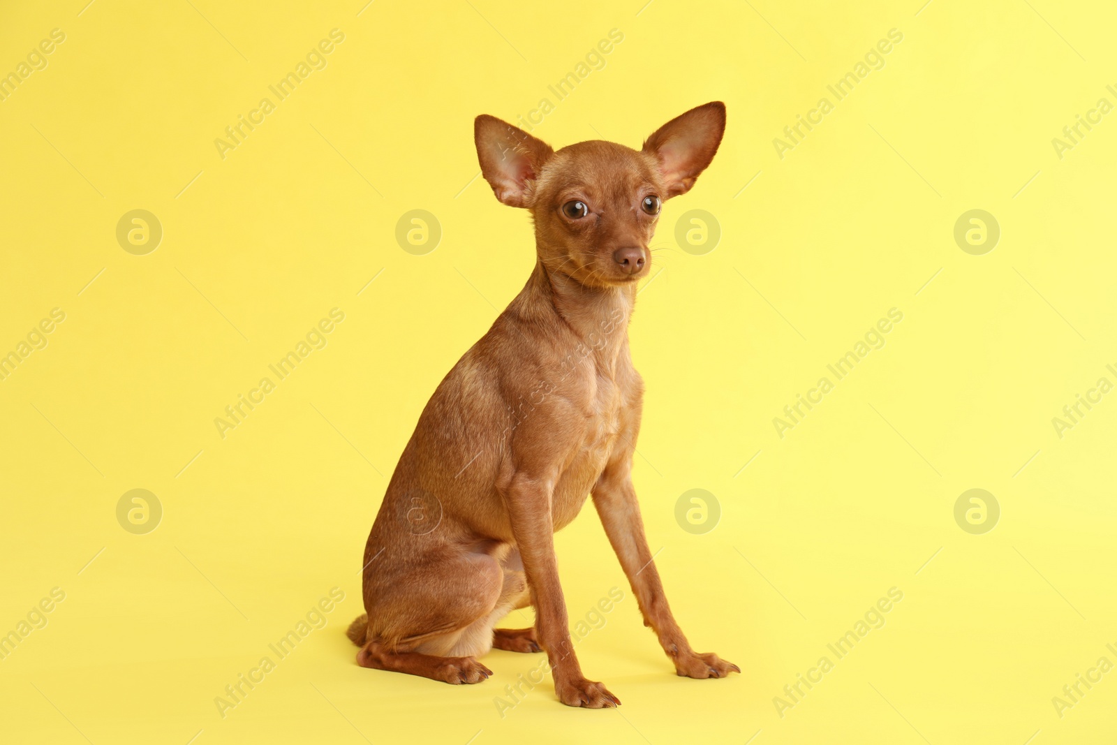 Photo of Cute toy terrier on color background. Domestic dog