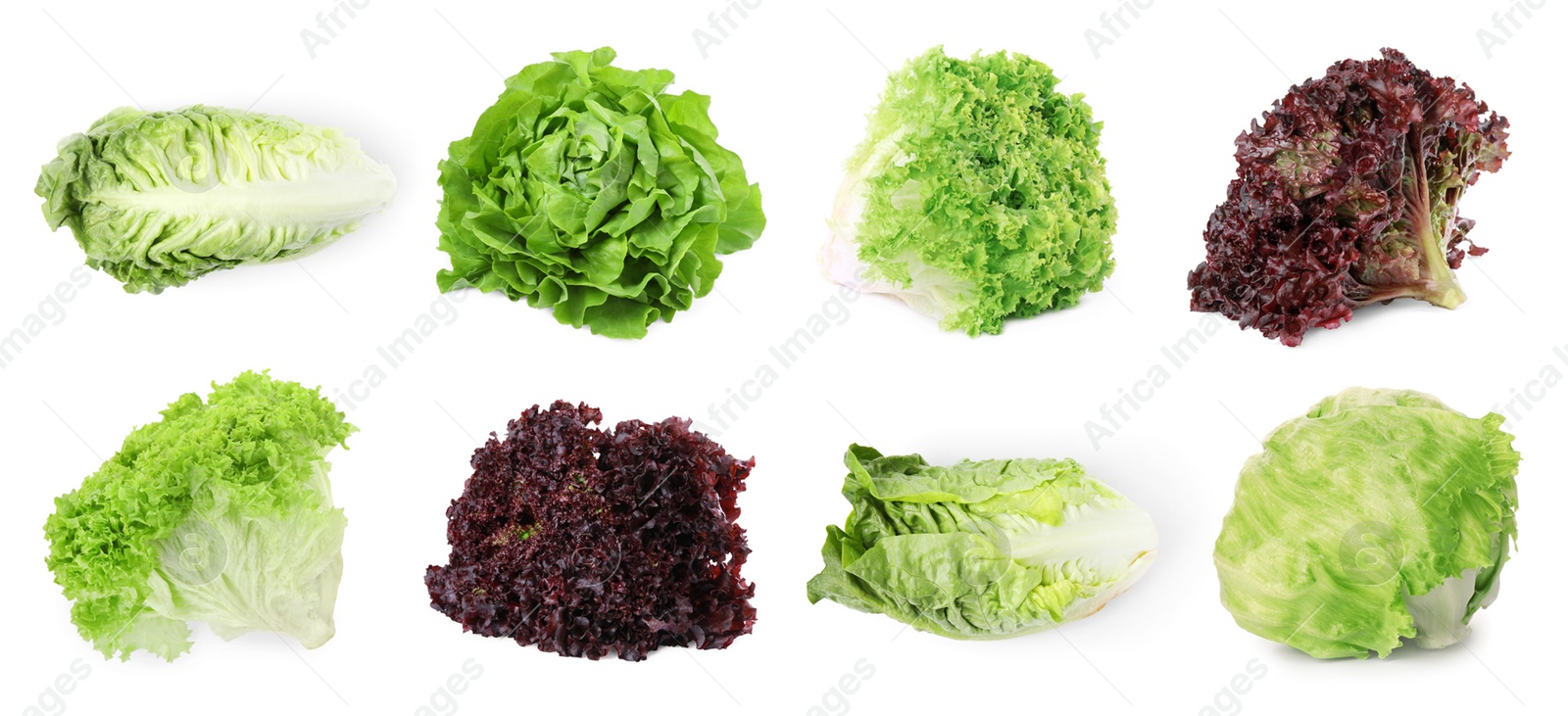 Image of Different types of lettuce isolated on white, collage design