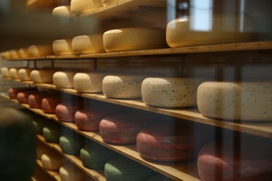 Photo of Fresh cheese heads on rack in factory warehouse