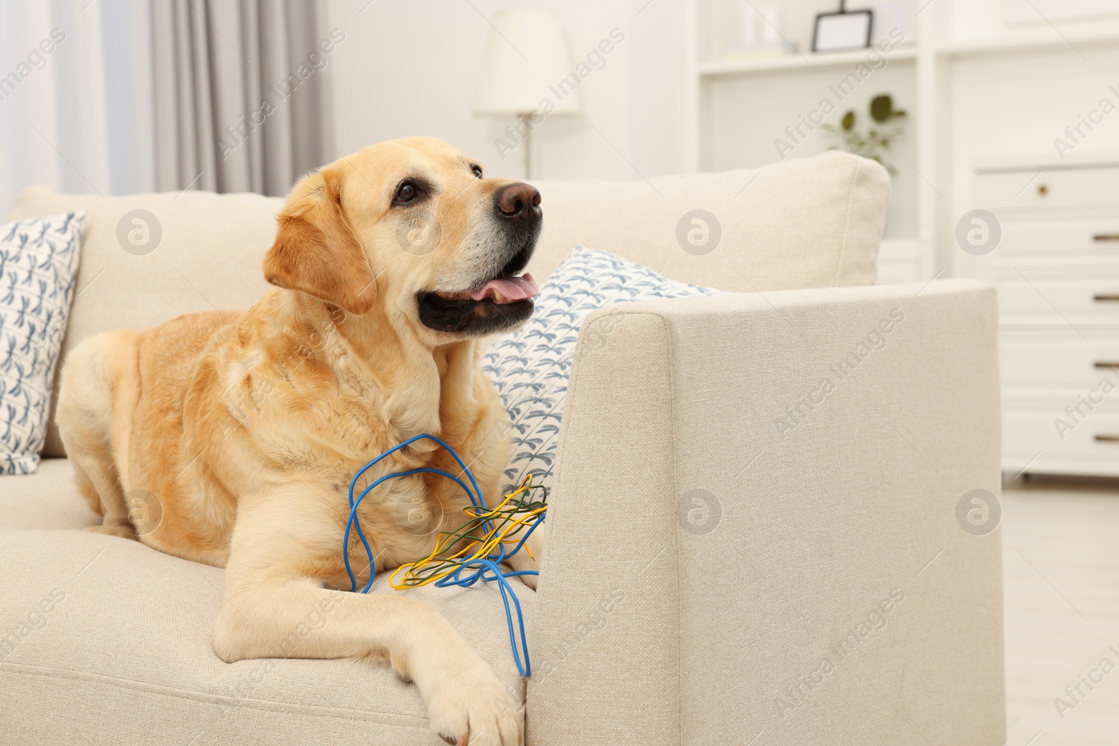 Photo of Naughty Labrador Retriever dog with damaged electrical wire on sofa at home