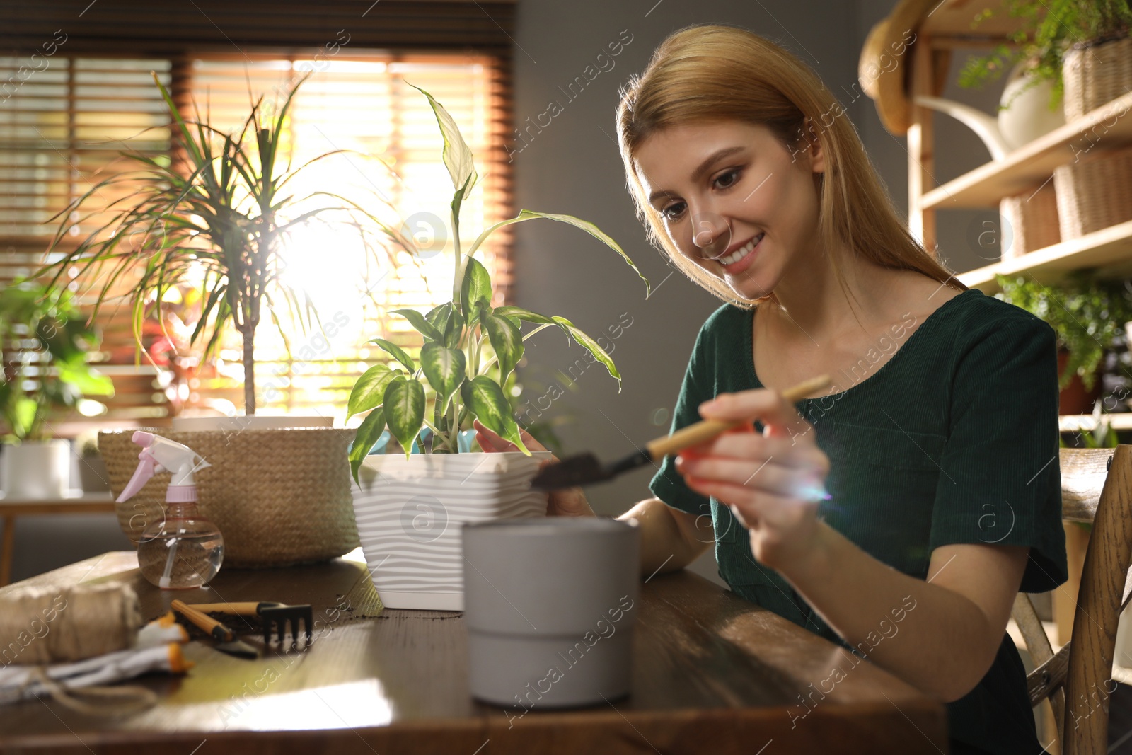 Photo of Young woman taking care of plants at home. Engaging hobby