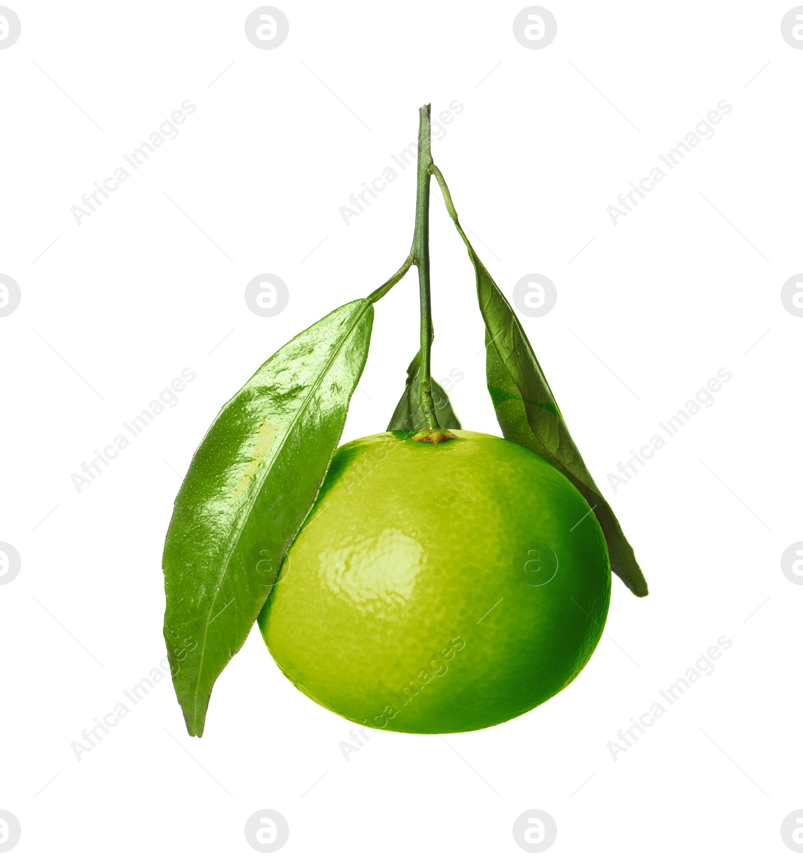 Image of Green tangerine isolated on white. Citrus fruit